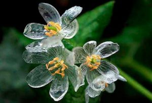 agrandeartedeserfeliz.com - Conheça a flor que fica transparente quando chove