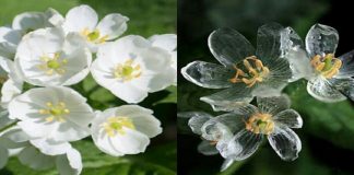 Conheça a flor que fica transparente quando chove