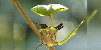 O beija-flor ‘grávida’ constrói ninho com teto para cuidar de filhotes futuros. Inteligência de mãe