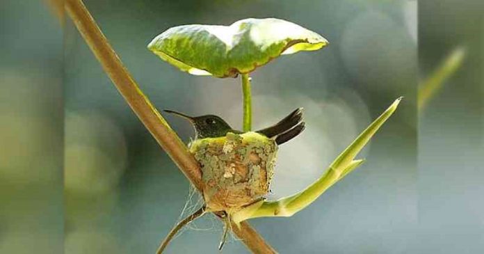 O beija-flor ‘grávida’ constrói ninho com teto para cuidar de filhotes futuros. Inteligência de mãe