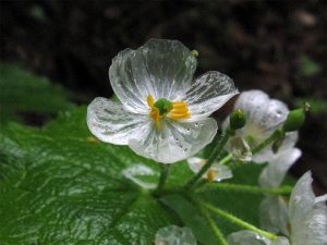 agrandeartedeserfeliz.com - Conheça a flor que fica transparente quando chove