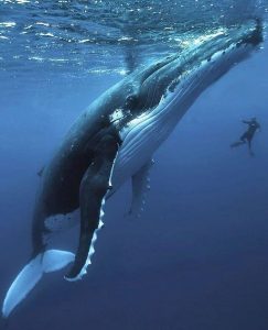 agrandeartedeserfeliz.com - Momento raro: Baleia de 40 toneladas é filmada dando um impressionante salto fora da água