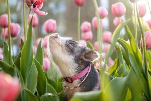 agrandeartedeserfeliz.com - As fotos desse porquinho fofo cheirando tulipas cor de rosa certamente iluminará seu dia