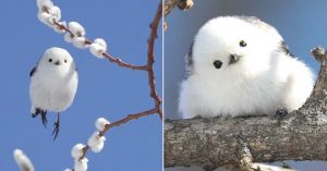 agrandeartedeserfeliz.com - Pássaro que lembra "bolinha de algodão" é um dos animais mais encantadores do mundo