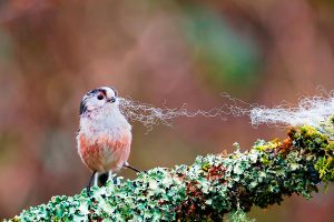 agrandeartedeserfeliz.com - Pássaro que lembra "bolinha de algodão" é um dos animais mais encantadores do mundo