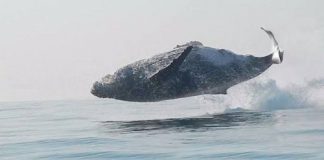 Momento raro: Baleia de 40 toneladas é filmada dando um impressionante salto fora da água