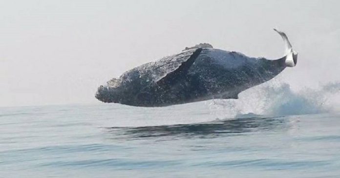 Momento raro: Baleia de 40 toneladas é filmada dando um impressionante salto fora da água