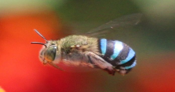 Conheça as “abelhas azuis”: a belíssima espécie que cientistas acreditavam que estivesse extinta