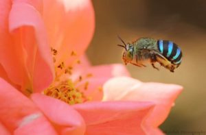 agrandeartedeserfeliz.com - Conheça as "abelhas azuis": a belíssima espécie que cientistas acreditavam que estivesse extinta