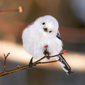 agrandeartedeserfeliz.com - Pássaro que lembra "bolinha de algodão" é um dos animais mais encantadores do mundo