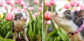 As fotos desse porquinho fofo cheirando tulipas cor de rosa certamente iluminará seu dia