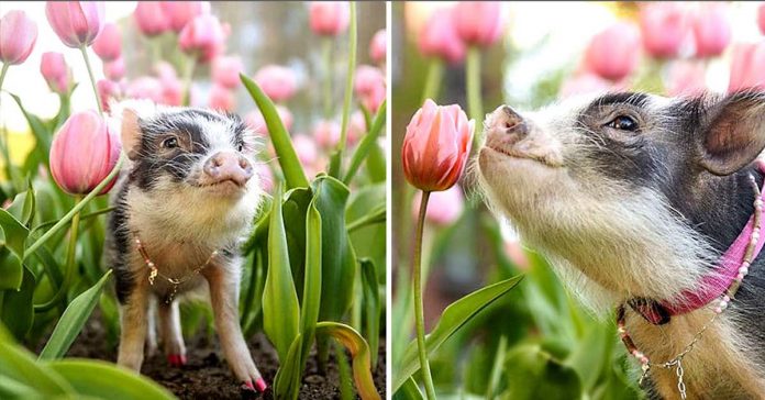 As fotos desse porquinho fofo cheirando tulipas cor de rosa certamente iluminará seu dia