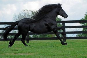 agrandeartedeserfeliz.com - Conheça Frederick, o cavalo mais bonito do mundo
