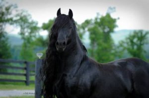 agrandeartedeserfeliz.com - Conheça Frederick, o cavalo mais bonito do mundo