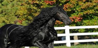 Conheça Frederick, o cavalo mais bonito do mundo