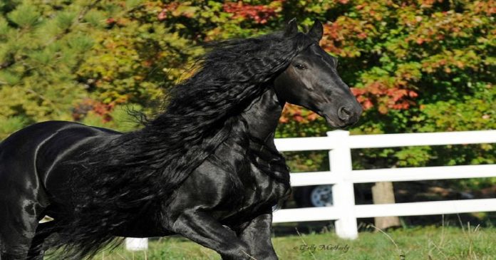 Conheça Frederick, o cavalo mais bonito do mundo