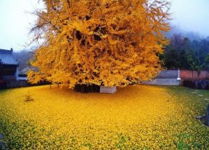 agrandeartedeserfeliz.com - Considerada a mais antiga da Terra, conheça árvore rara que derrama um “manto dourado” sobre suas raizes