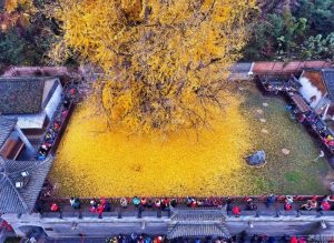 agrandeartedeserfeliz.com - Considerada a mais antiga da Terra, conheça árvore rara que derrama um “manto dourado” sobre suas raizes