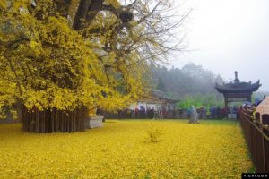 agrandeartedeserfeliz.com - Considerada a mais antiga da Terra, conheça árvore rara que derrama um “manto dourado” sobre suas raizes