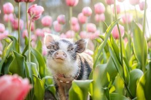 agrandeartedeserfeliz.com - As fotos desse porquinho fofo cheirando tulipas cor de rosa certamente iluminará seu dia