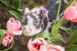 agrandeartedeserfeliz.com - As fotos desse porquinho fofo cheirando tulipas cor de rosa certamente iluminará seu dia