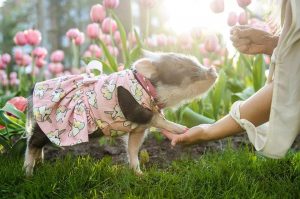 agrandeartedeserfeliz.com - As fotos desse porquinho fofo cheirando tulipas cor de rosa certamente iluminará seu dia