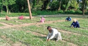 agrandeartedeserfeliz.com - Paquistão contrata desempregados pra plantar 10 bilhões de árvores