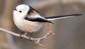 agrandeartedeserfeliz.com - Pássaro que lembra "bolinha de algodão" é um dos animais mais encantadores do mundo