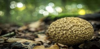 A descoberta do ano: conheça o fungo capaz de se alimentar de plástico
