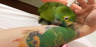 Papagaio reage lindamente ao ver imagem da parceira que partiu no braço de sua dona