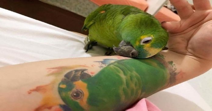 Papagaio reage lindamente ao ver imagem da parceira que partiu no braço de sua dona