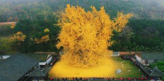 Considerada a mais antiga da Terra, conheça árvore rara que derrama um “manto dourado” sobre suas raizes