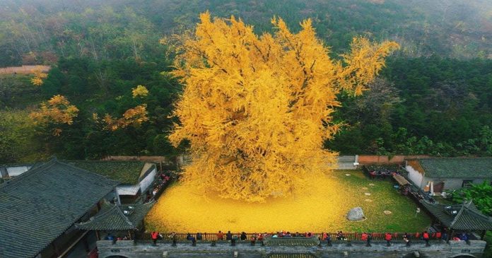 Considerada a mais antiga da Terra, conheça árvore rara que derrama um “manto dourado” sobre suas raizes