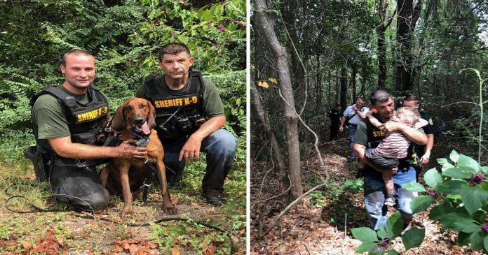 Cão salva menino autista de 3 anos desaparecido na floresta. Veja Vídeo