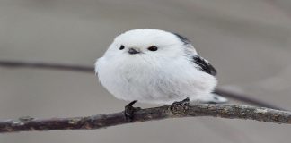 Pássaro que lembra “bolinha de algodão” é um dos animais mais encantadores do mundo