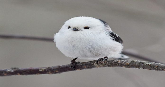 Pássaro que lembra “bolinha de algodão” é um dos animais mais encantadores do mundo