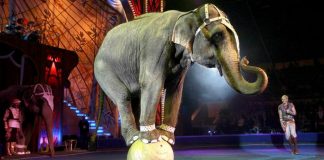 Dinamarca compra últimos elefantes de circo para que possam se aposentar