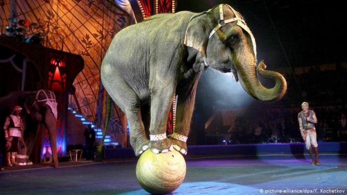 Dinamarca compra últimos elefantes de circo para que possam se aposentar