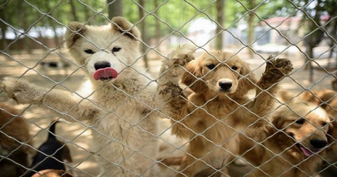Cerca de 200 cães foram salvos de um mercado de carne na China