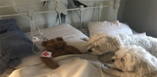 Filhotes preocupados vigiam “bebê urso” após seu dono salvar o brinquedo preferido da tempestade