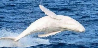 Espetáculo da natureza: Baleia jubarte albina tem beleza deslumbrante