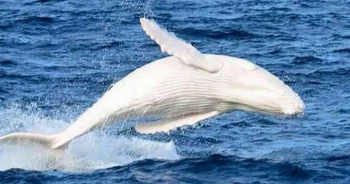 Espetáculo da natureza: Baleia jubarte albina tem beleza deslumbrante
