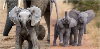 É pra comemorar! Venda de elefantes africanos para zoológicos está proibida em todo o mundo