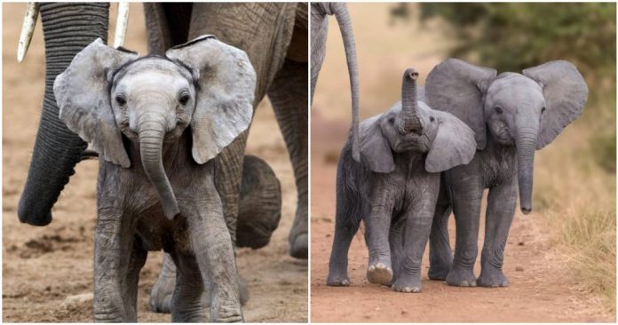 É pra comemorar! Venda de elefantes africanos para zoológicos está proibida em todo o mundo
