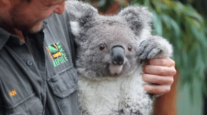 agrandeartedeserfeliz.com - Nasce o primeiro coala desde o in&iacute;cio dos inc&ecirc;ndios florestais na Austr&aacute;lia