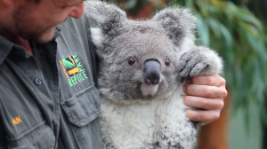 agrandeartedeserfeliz.com - Nasce o primeiro coala desde o início dos incêndios florestais na Austrália