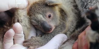 Nasce o primeiro coala desde o início dos incêndios florestais na Austrália