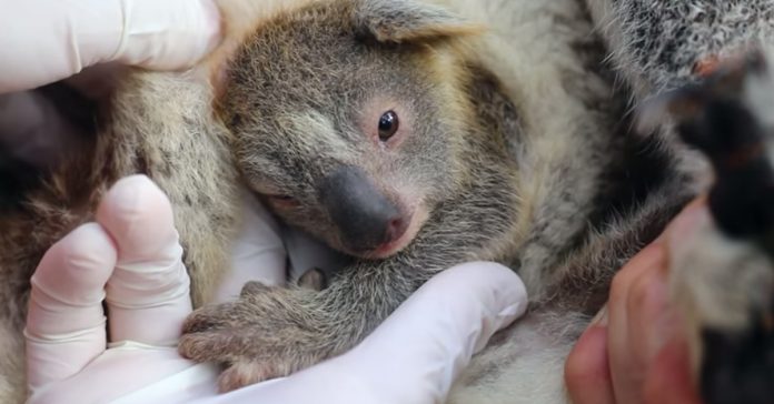 Nasce o primeiro coala desde o início dos incêndios florestais na Austrália