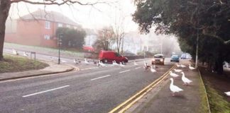 Homem que alimenta cisnes diariamente se atrasa e eles invadem a cidade para buscá-lo