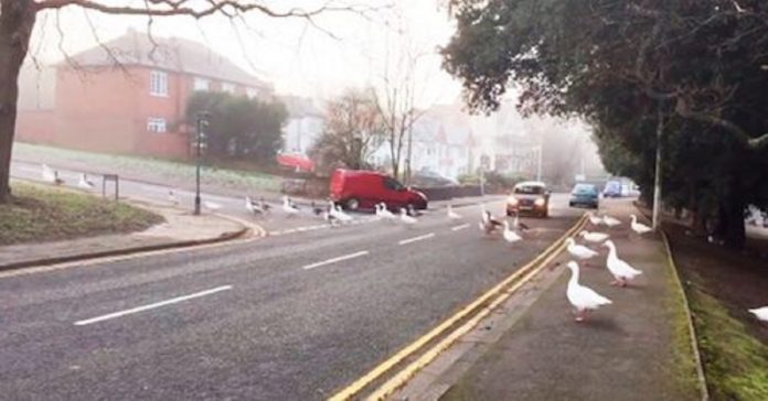 Homem que alimenta cisnes diariamente se atrasa e eles invadem a cidade para buscá-lo